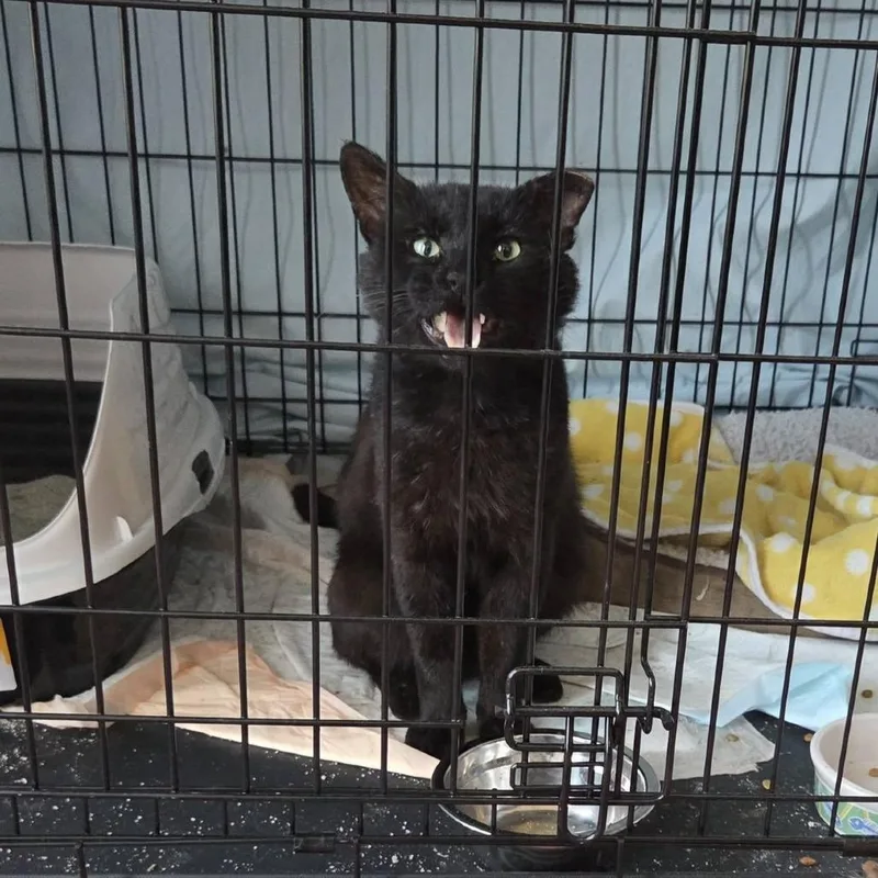 An adult small-sized male Black Domestic Short Hair cat named Binx for adoption in Reisterstown, MD