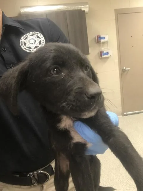 A baby small-sized female Labrador Retriever dog named Fable for adoption in Conroe, TX