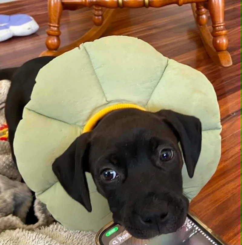 A baby medium-sized female Terrier dog named Cyclone for adoption in Wintersville, OH
