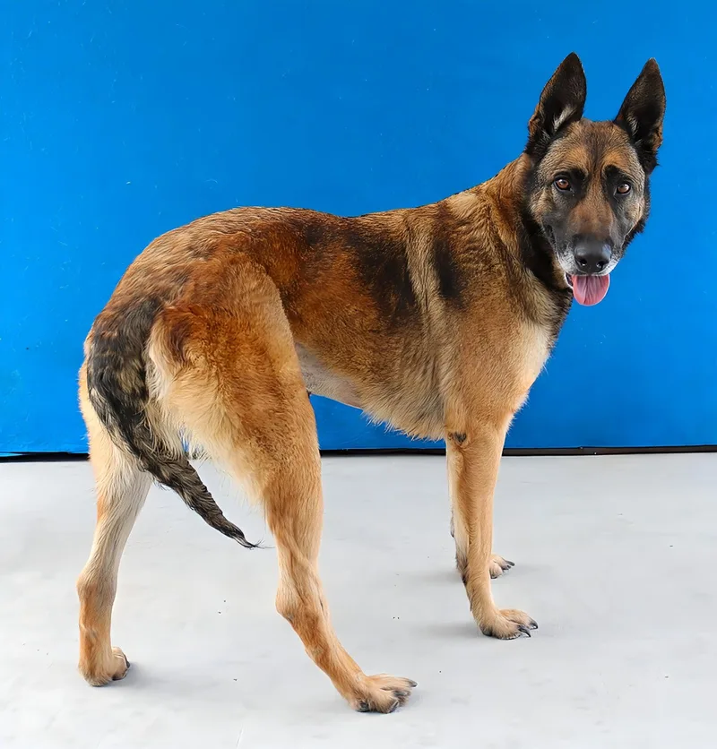 An adult large-sized female German Shepherd Dog dog named Yara for adoption in Pasadena, CA