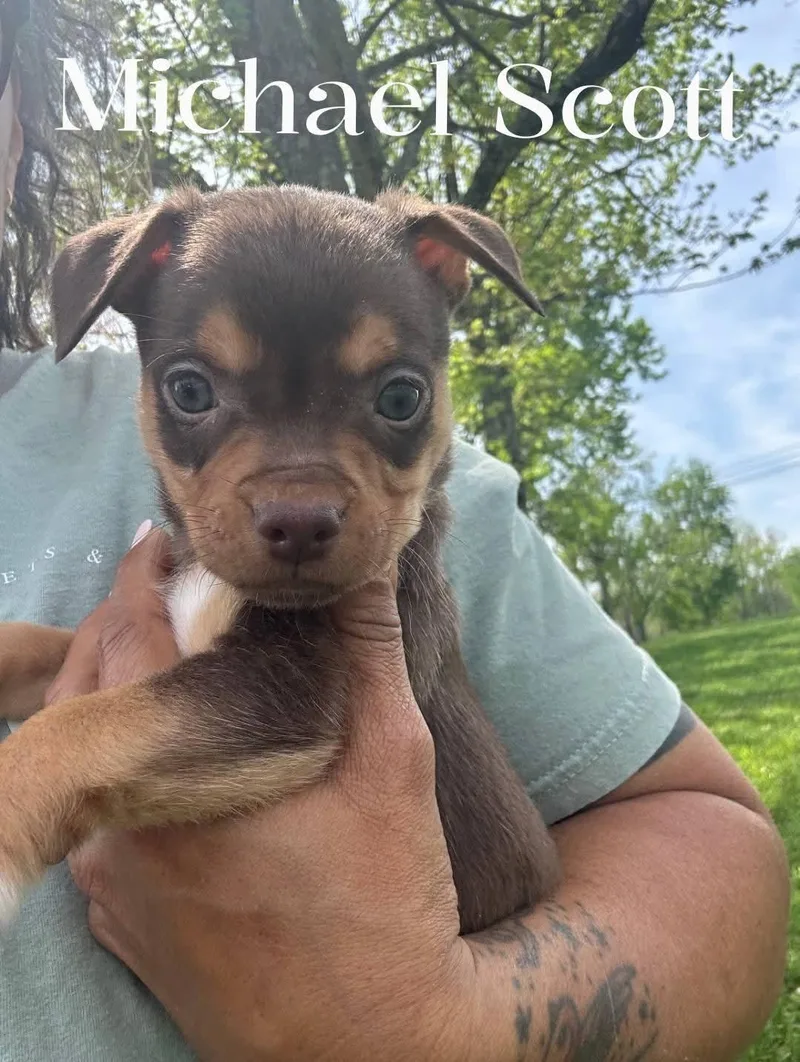 A baby small-sized male Bicolor Chihuahua dog named Michael Scott for adoption in Spring hill, TN
