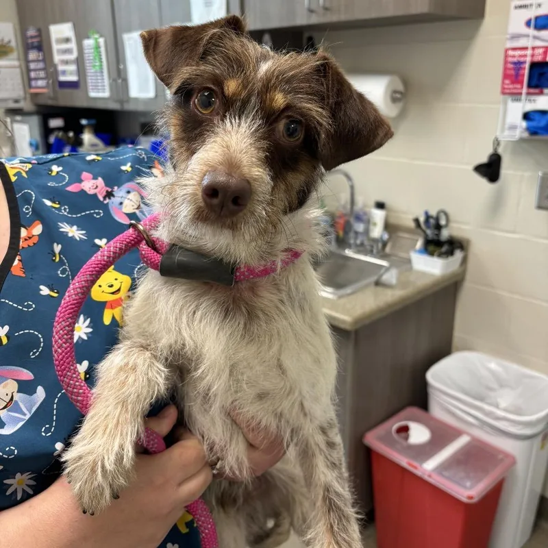 An adult small-sized male White / Cream Jack Russell Terrier dog named Eugene for adoption in Council Bluffs, IA