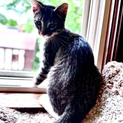 A baby small-sized female Black Domestic Short Hair cat named Avery for adoption in Green Bay, WI