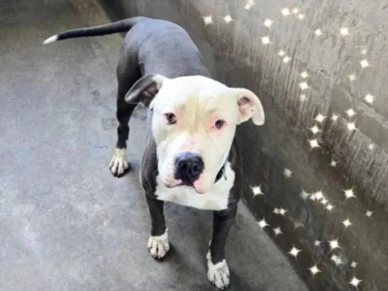 A young large-sized male Pit Bull Terrier dog named Owen for adoption in Van Nuys, CA