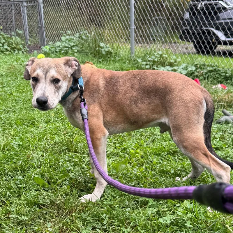 A baby small-sized male Mixed Breed dog named Smokey for adoption in Kittanning, PA