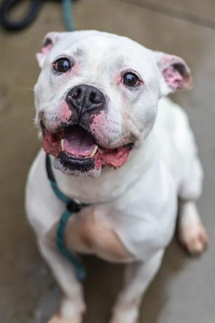 An adult large-sized male Mixed Breed dog named Snickers for adoption in Chamblee, GA