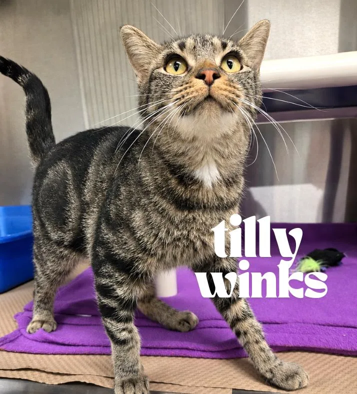 A young medium-sized female Tabby (Brown / Chocolate) Domestic Short Hair cat named Tilly Winks for adoption in Nevada, IA