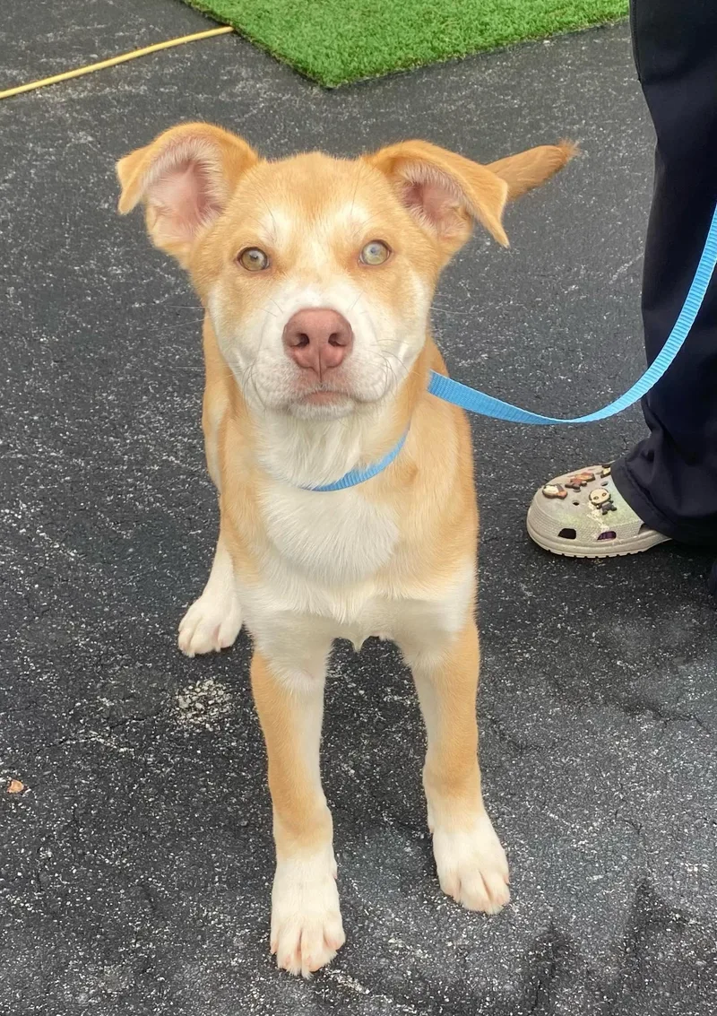 A young medium-sized male Husky dog named Casta for adoption in McDonough, GA