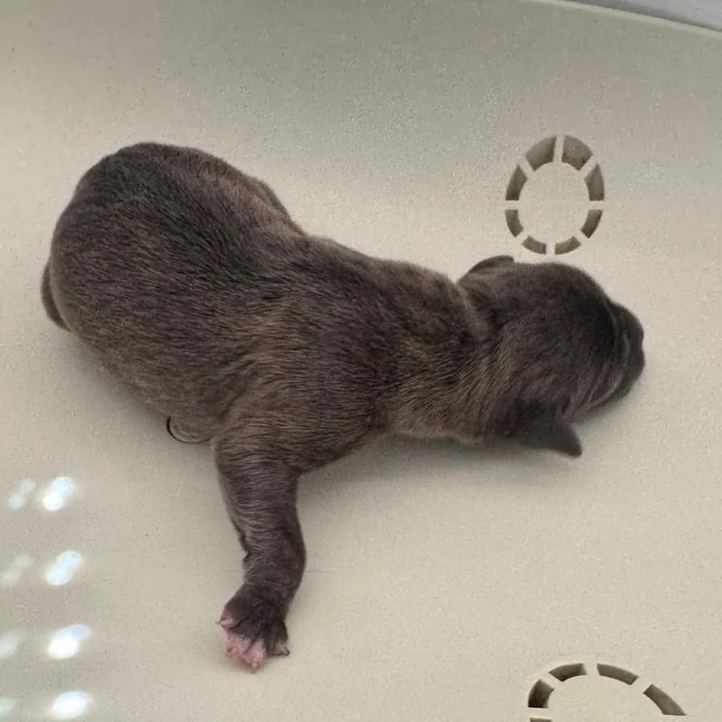 A baby small-sized male Gray / Blue / Silver Mixed Breed dog named Ethan for adoption in Columbus, GA