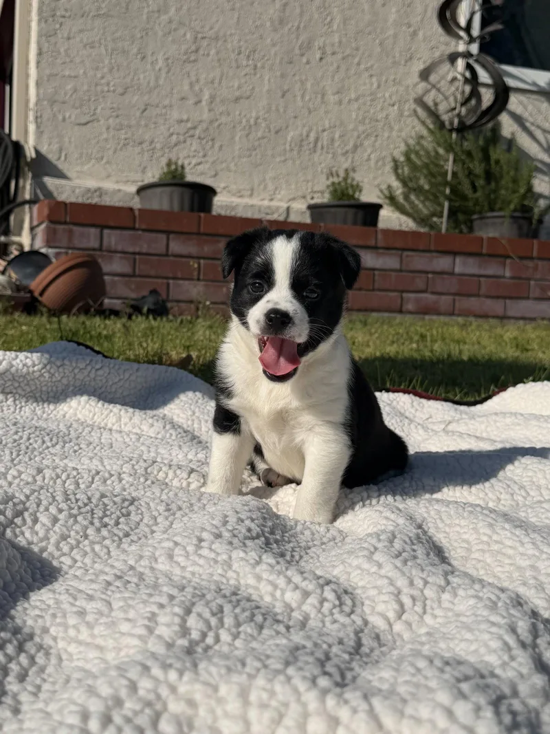 A baby small-sized female Australian Shepherd dog named Belle Starr for adoption in Capistrano Beach, CA