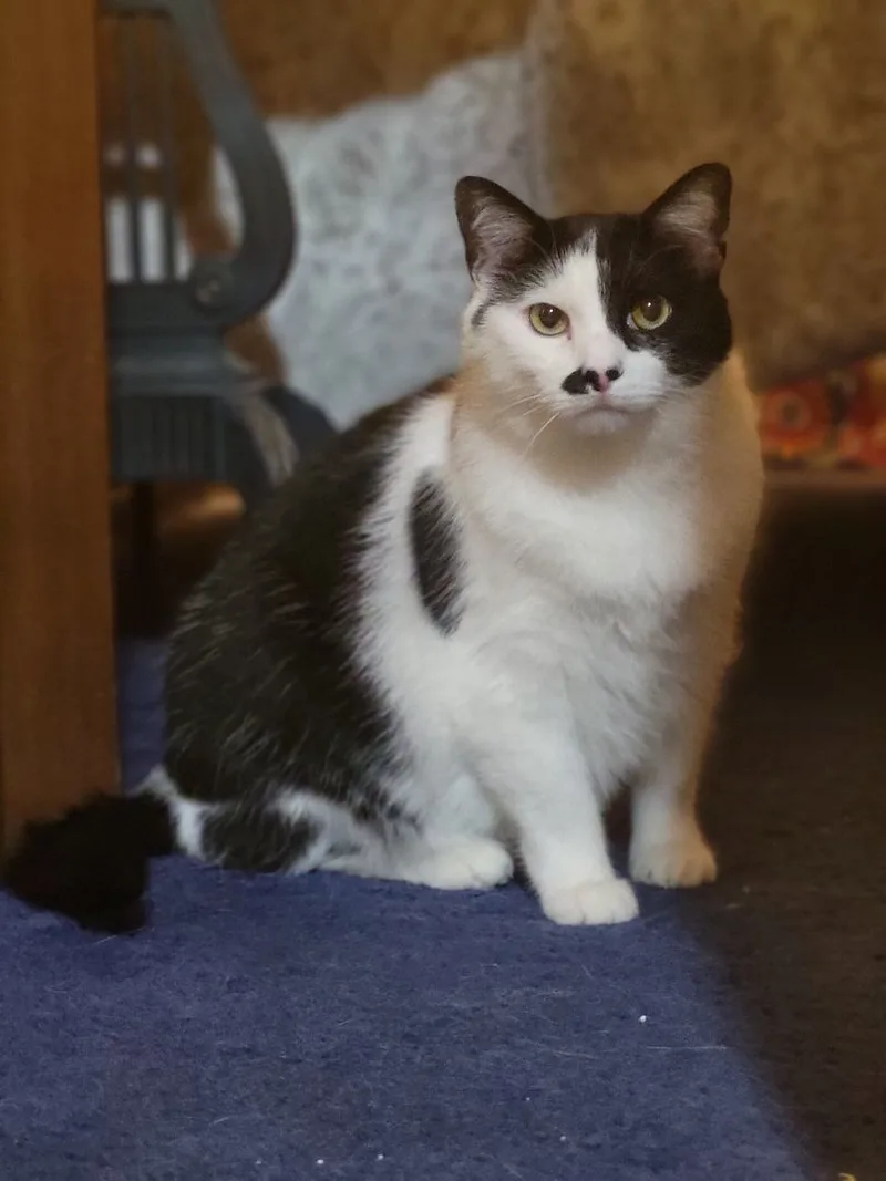 A senior medium-sized male Domestic Short Hair cat named Charlie for adoption in Anoka, MN