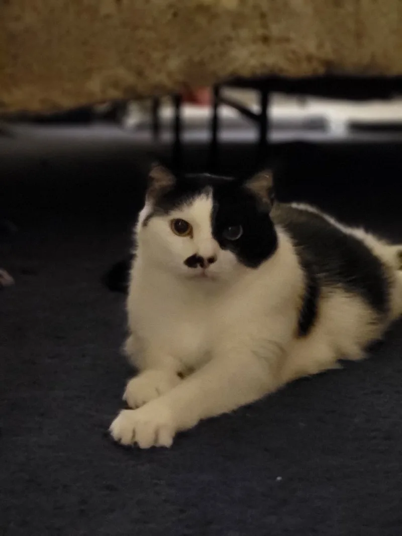 Charlie thumbnail 2