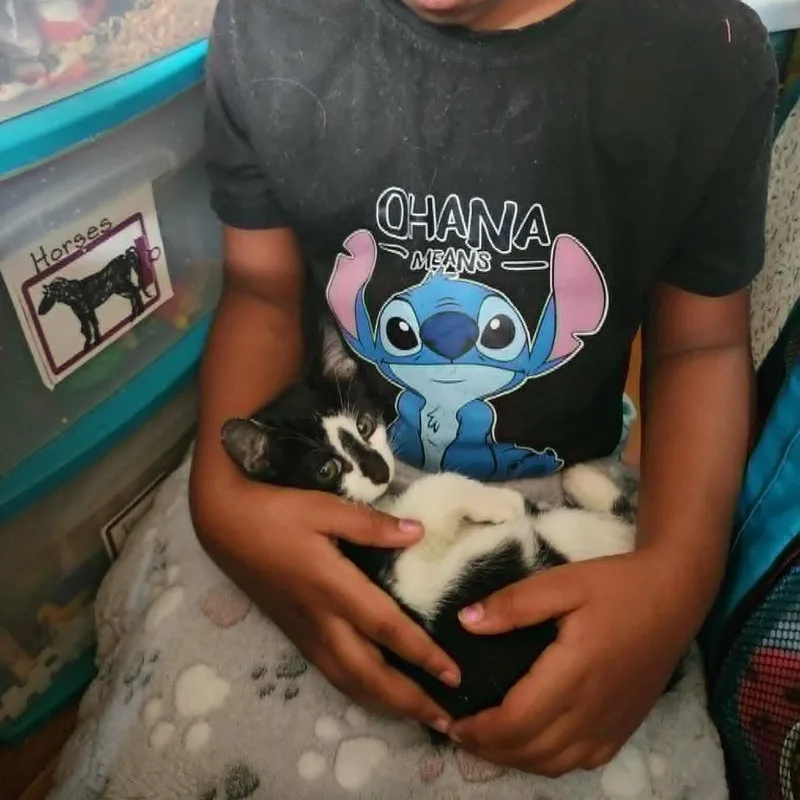 A baby small-sized male Black Domestic Short Hair cat named Shrimp for adoption in Reisterstown, MD