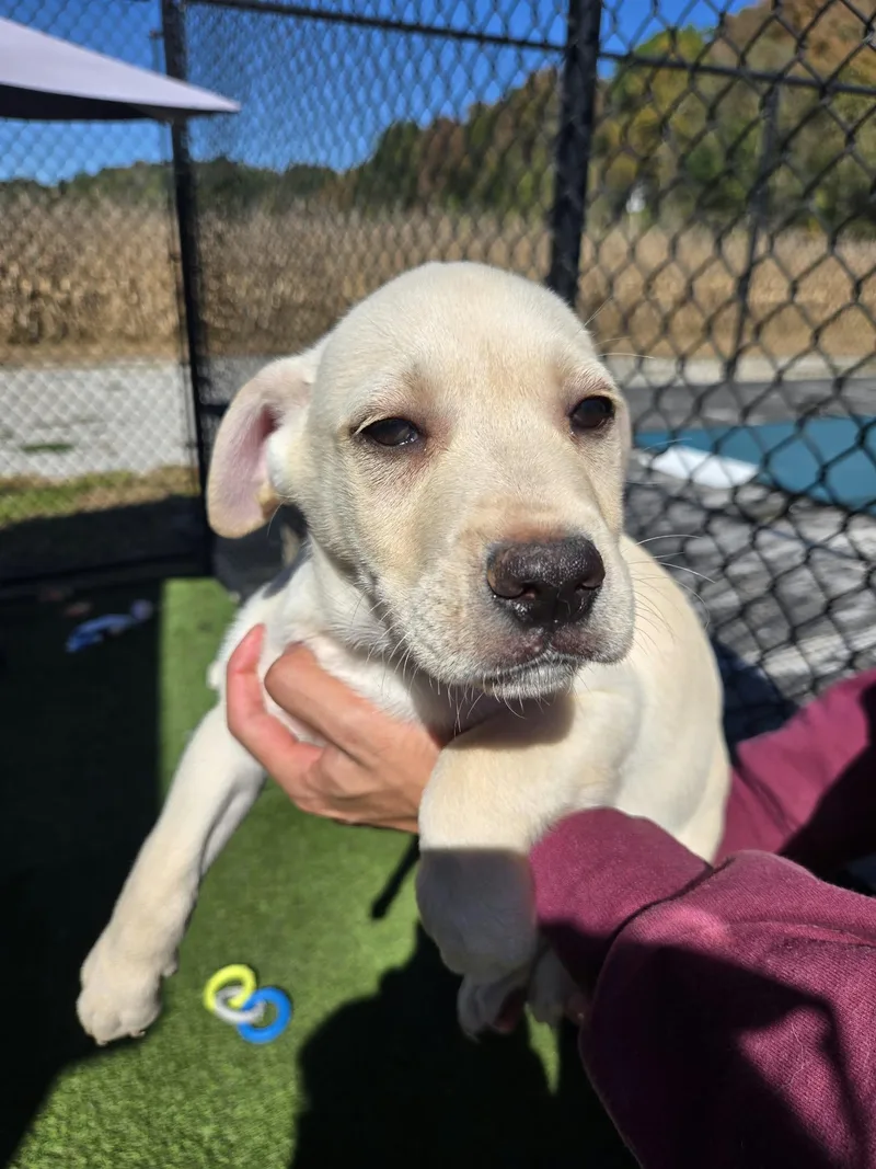 A baby medium-sized male White / Cream Golden Retriever dog named Yukon for adoption in Richmond, KY