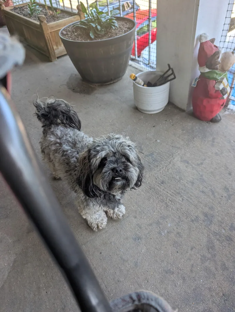 An adult small-sized male Shih Tzu dog named Juno for adoption in Fosters, AL