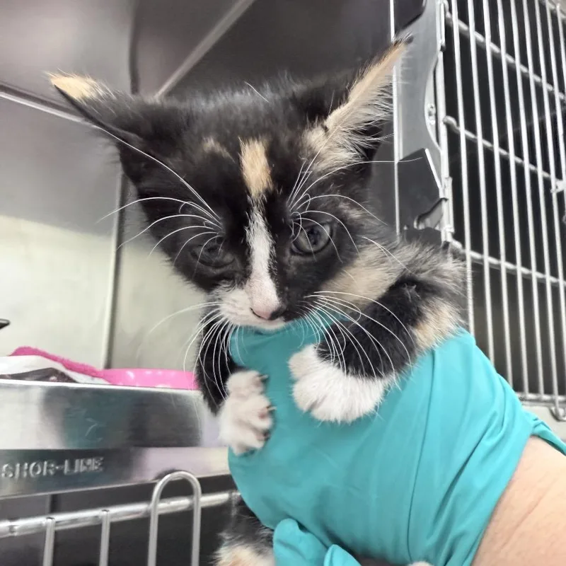 A baby small-sized female Calico Domestic Short Hair cat named Radish for adoption in Auburn, AL