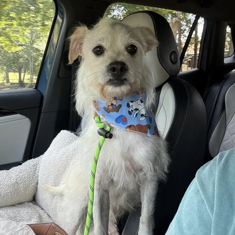 An adult small-sized male White / Cream Wirehaired Terrier dog named Lattie for adoption in Kings Mountain, NC