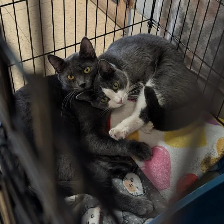 Mrs. Thumbs & Weebles thumbnail 2