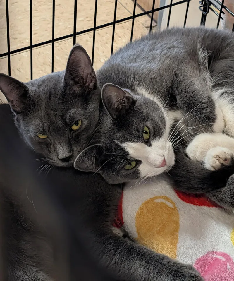 Mrs. Thumbs & Weebles thumbnail 4