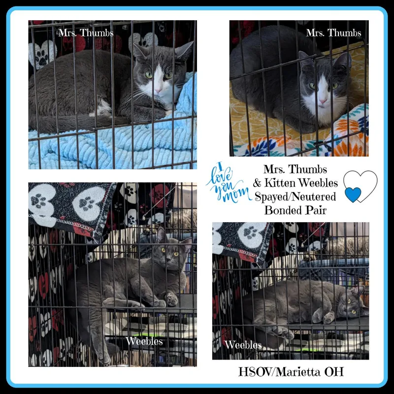 Mrs. Thumbs & Weebles thumbnail 6