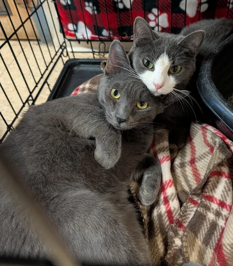 An adult medium-sized female Gray / Blue / Silver Domestic Short Hair cat named Mrs. Thumbs & Weebles for adoption in Marietta, OH