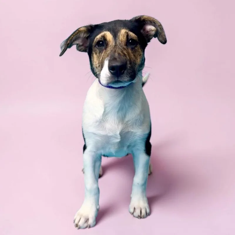 A baby large-sized female White / Cream Mixed Breed dog named Meadow for adoption in Alvin, TX