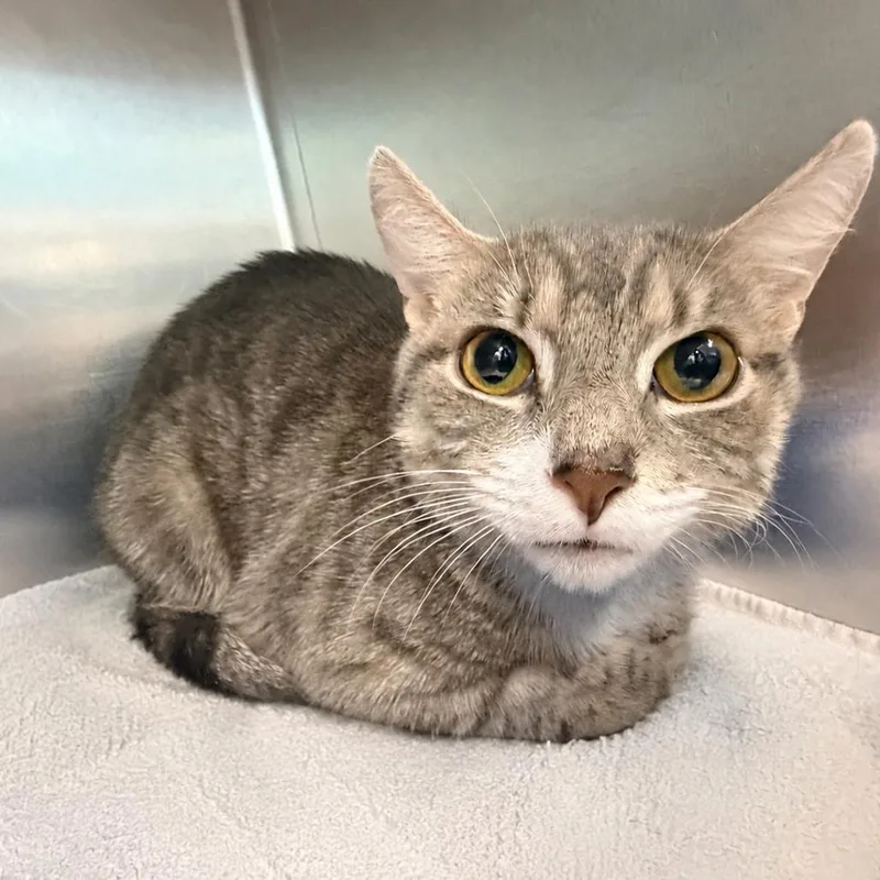 An adult medium-sized female Gray / Blue / Silver Domestic Short Hair cat named Zinnia for adoption in Newark, NJ