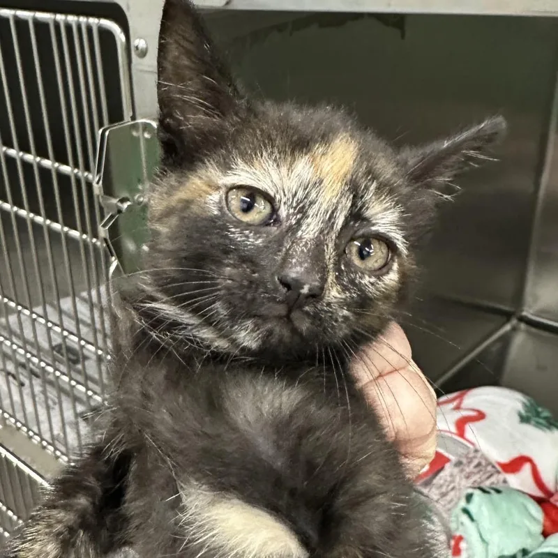 A baby small-sized female Domestic Short Hair cat named Suki for adoption in Corbin, KY