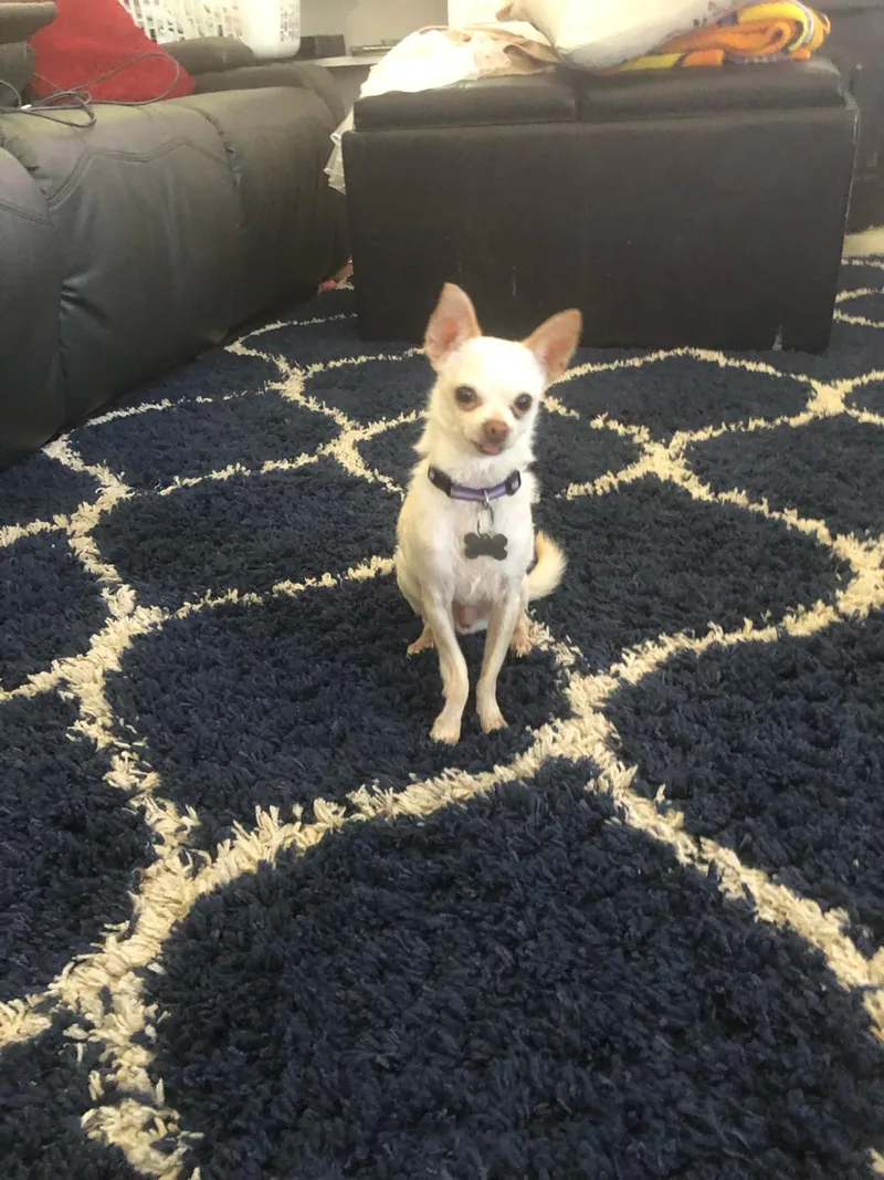 An adult small-sized male Chihuahua dog named Freddy for adoption in Maple Glen, PA