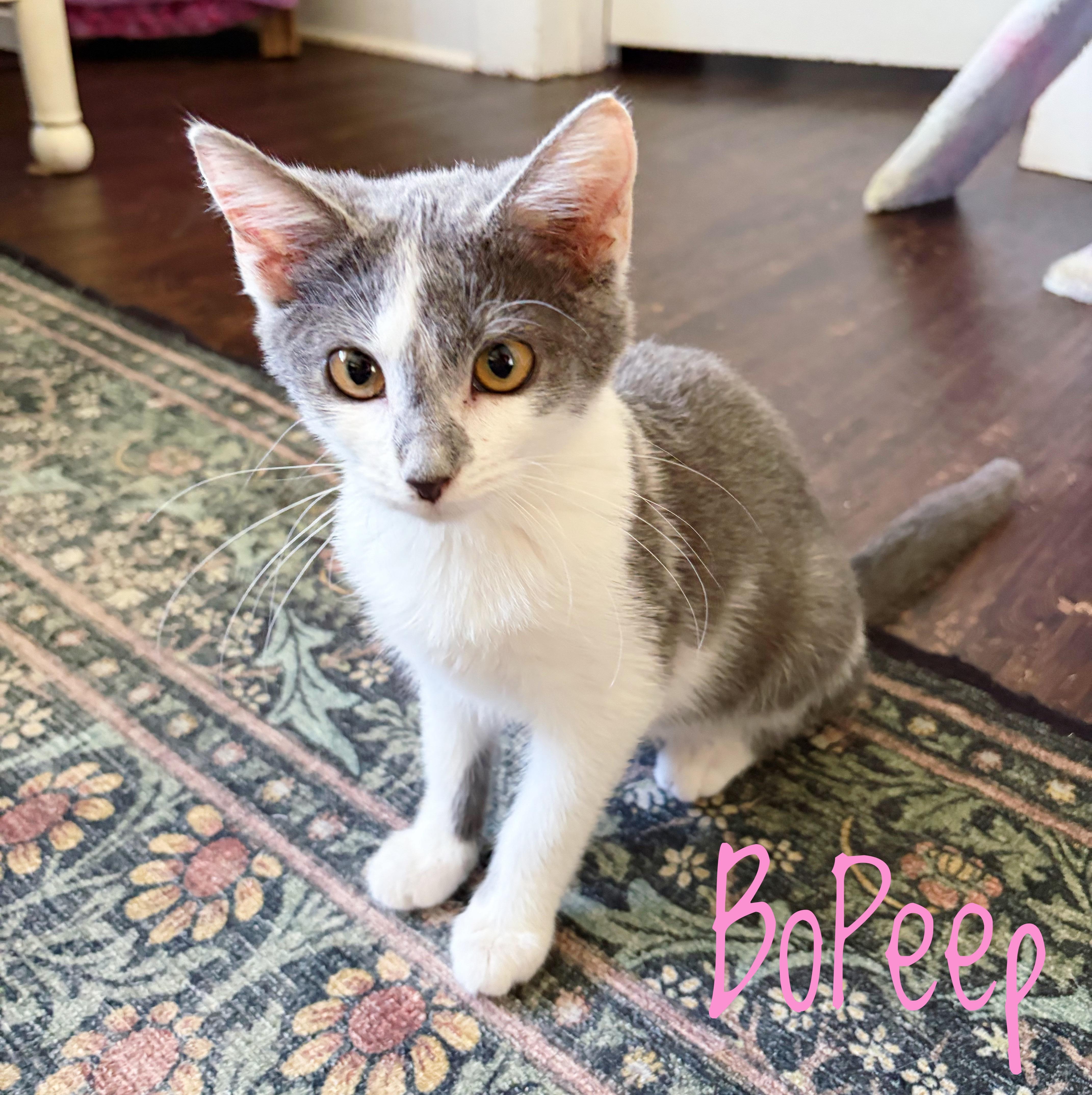 A baby medium-sized female Gray & White Domestic Short Hair cat named Bo Peep for adoption in Bethel, OH