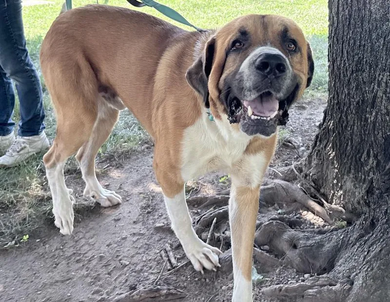 An adult extra large-sized male Brown / Chocolate Saint Bernard dog named Roman for adoption in Columbus, IN