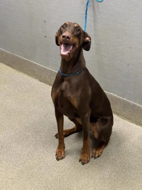 An adult large-sized female Doberman Pinscher dog named Julie for adoption in Las Vegas, NV