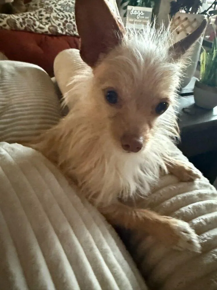 A baby small-sized male Terrier dog named Scruffy for adoption in Claremont, CA