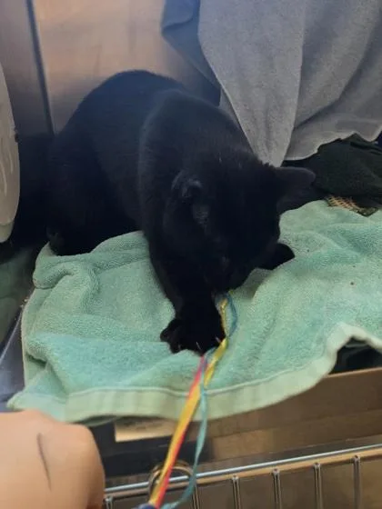 A baby small-sized female Domestic Short Hair cat named Charm for adoption in Westland, MI