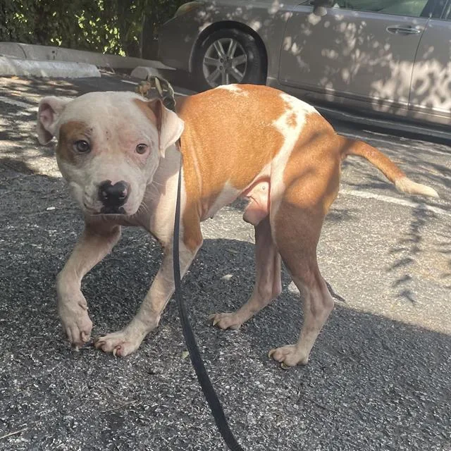 An adult medium-sized male American Staffordshire Terrier dog named Pooh Bear for adoption in San Antonio, TX
