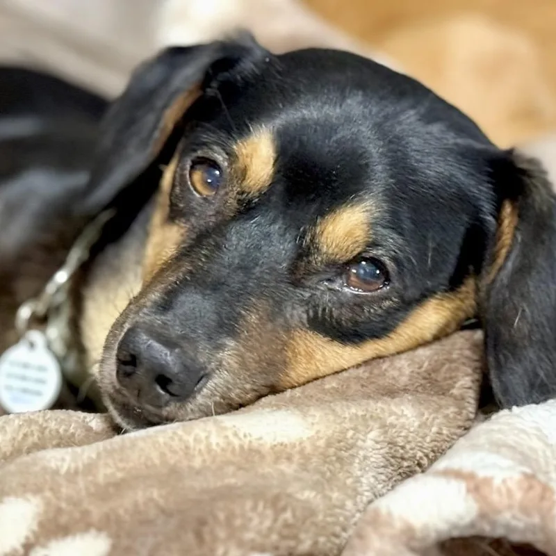 An adult small-sized male Black Dachshund dog named Danny for adoption in Santa Monica, CA