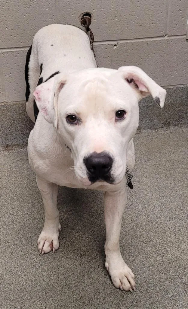 An adult large-sized male Pit Bull Terrier dog named Petey for adoption in Hopkinsville, KY