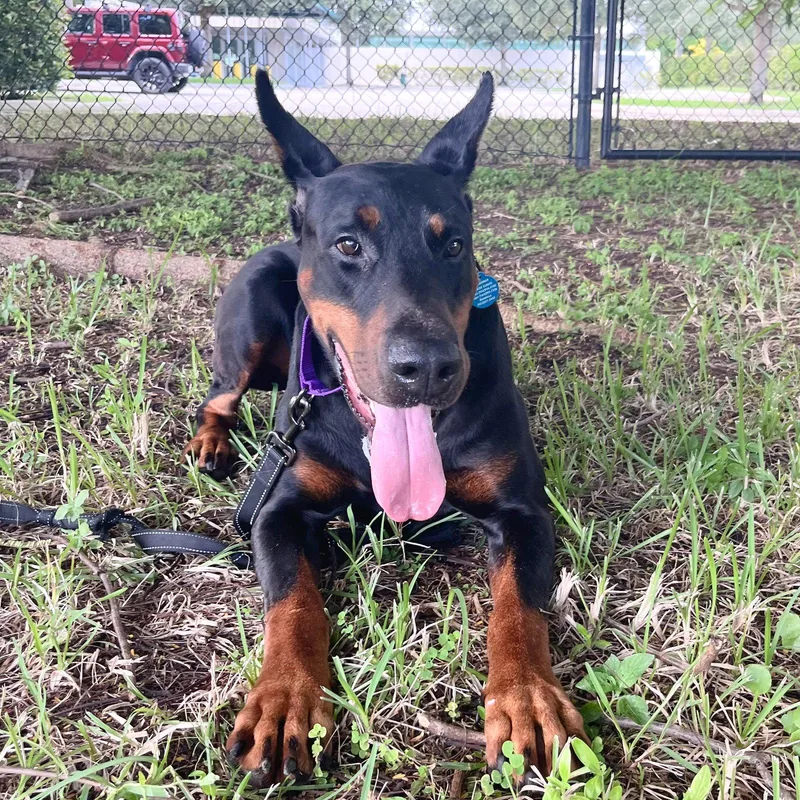 A young medium-sized male Doberman Pinscher dog named Apollo for adoption in Oakland Park, FL