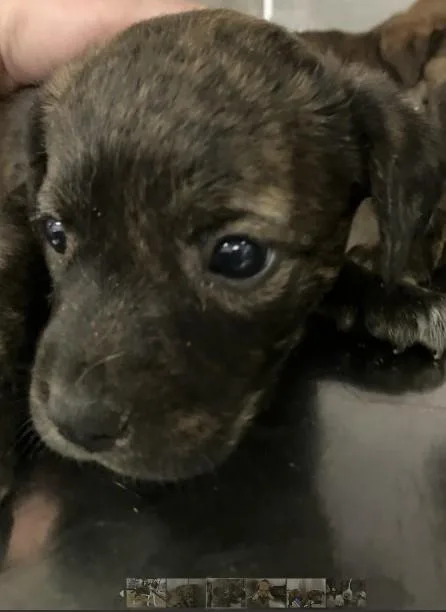 A baby medium-sized female Mixed Breed dog named Tesla for adoption in Dallas, TX