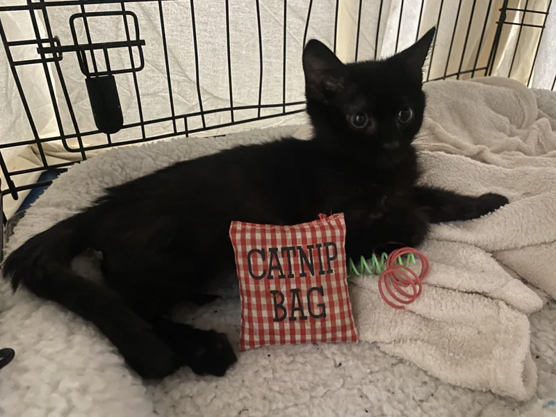 A baby medium-sized male Black Domestic Short Hair cat named Little Squirt for adoption in Lemoyne, PA