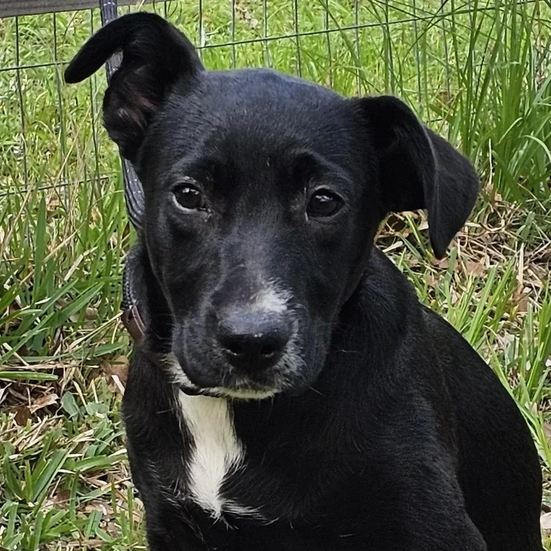 A baby medium-sized female Black Labrador Retriever dog named Kessi for adoption in Cleveland, TX