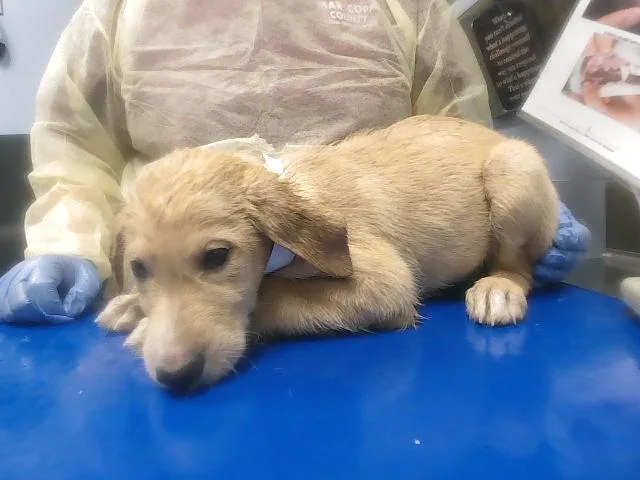 A baby large-sized male Golden Retriever dog named Baby Ruth for adoption in Phoenix, AZ