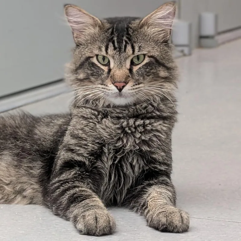 An adult large-sized male Domestic Long Hair cat named Archer for adoption in Lakewood, CO
