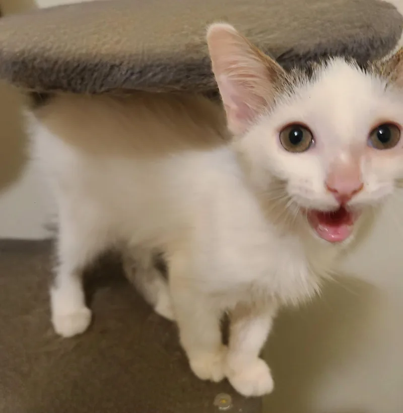 A baby small-sized female White Domestic Medium Hair cat named Florence for adoption in Ellijay, GA