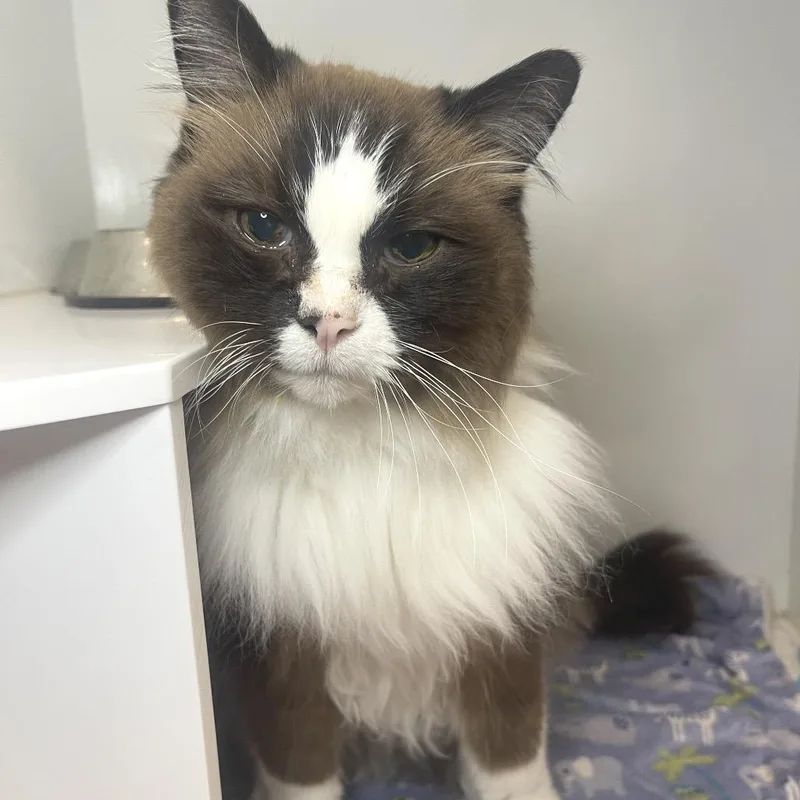 A senior large-sized male Ragdoll cat named Professor Layton for adoption in Los Angeles, CA