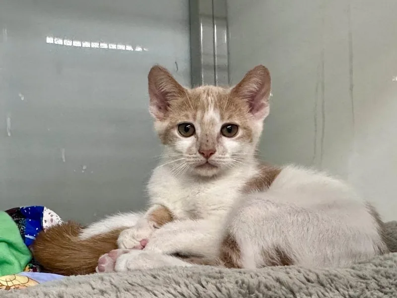 A baby medium-sized female Domestic Short Hair cat named Crab Apple for adoption in Raleigh, NC