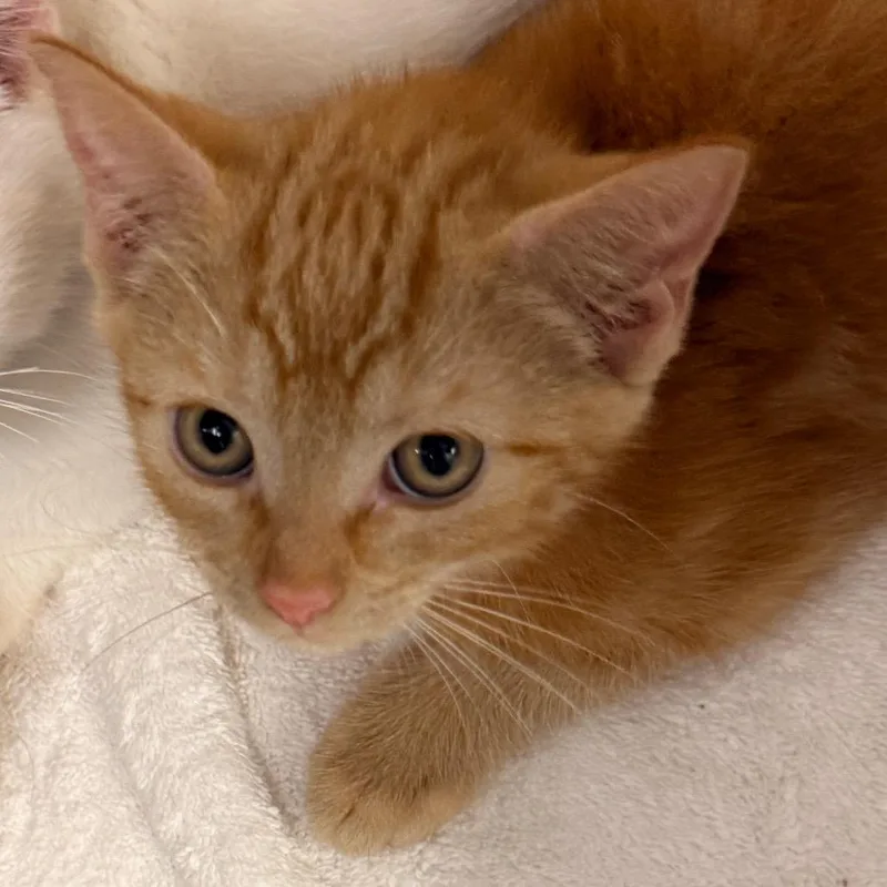 A baby small-sized female Orange / Red Domestic Short Hair cat named Jesse for adoption in Evansville, IN