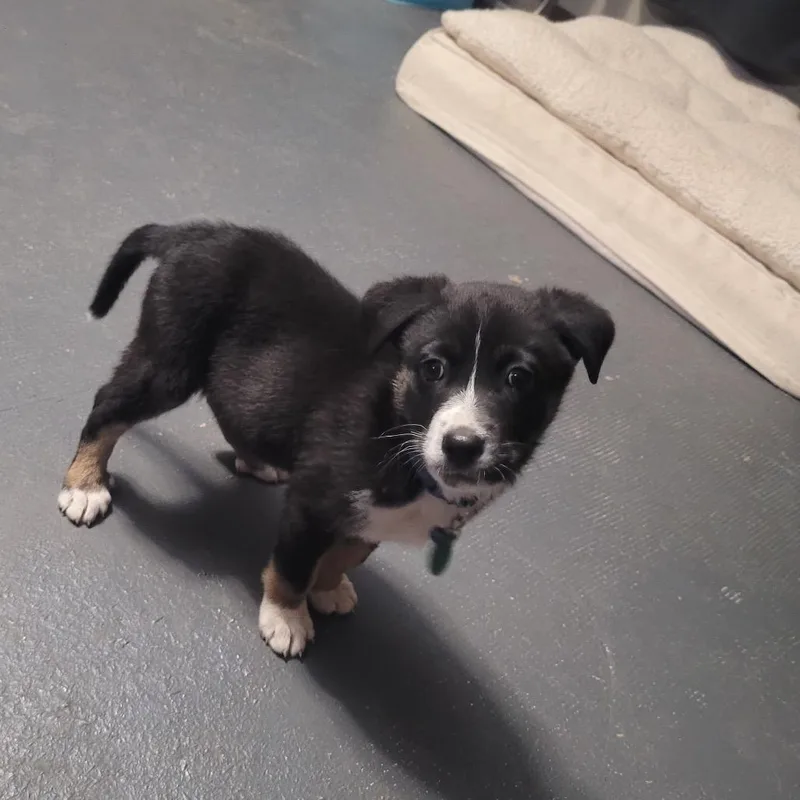 A baby small-sized male Black Mixed Breed dog named Wesley for adoption in Buffalo, MN