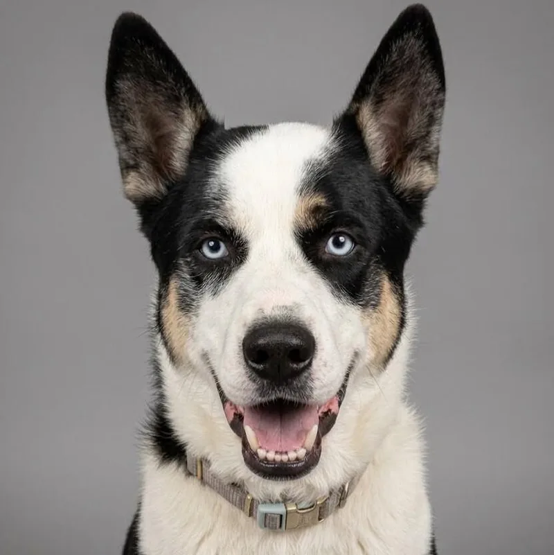 An adult large-sized male Husky dog named Dante for adoption in Yankton, SD