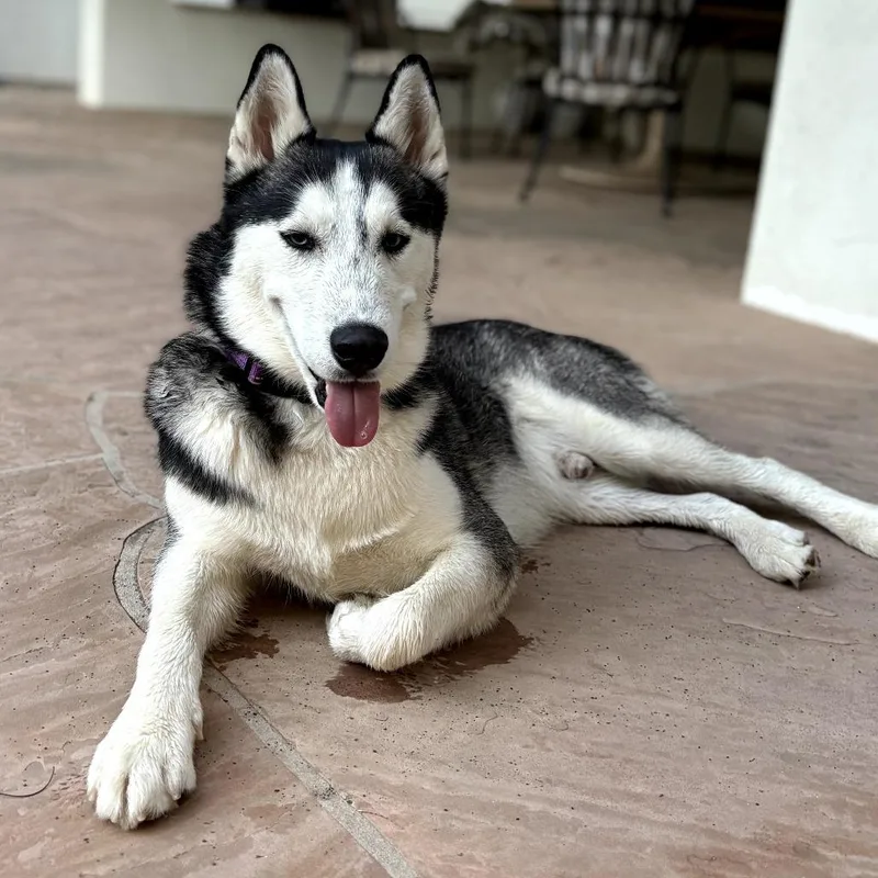 An adult medium-sized male Black Siberian Husky dog named Buddy for adoption in Melrose, FL